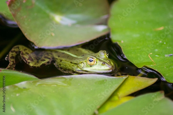 Obraz Frog in pond 001