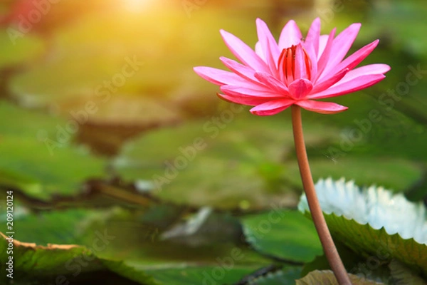 Fototapeta Beautiful pink lotus
