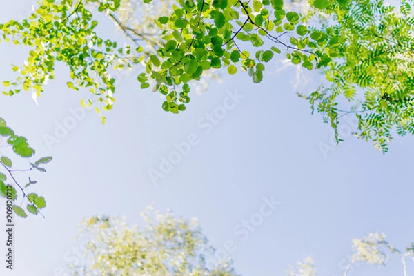 Fototapeta Background from a blue sky and green tree leaves.
