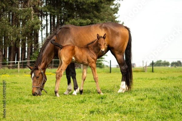 Obraz Horse and Foal
