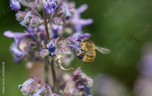 Fototapeta Anthophora quadrimaculata