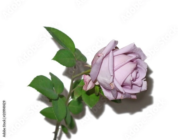 Obraz Blue rose on a white background isolate.