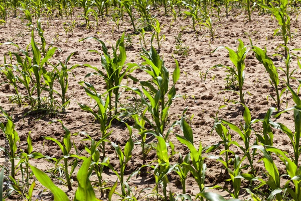 Fototapeta green corn