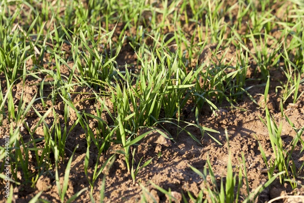 Obraz growing green grass