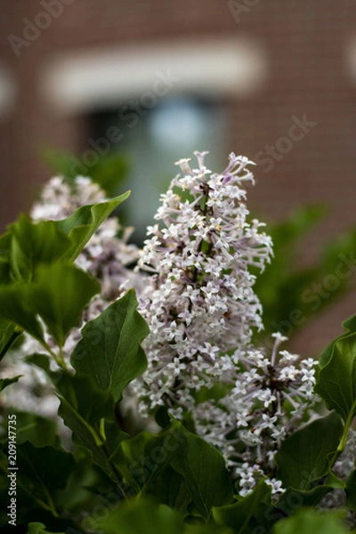 Fototapeta Pink Flowers