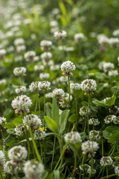 Fototapeta White Flowers