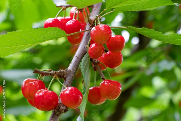 Fototapeta 初夏のサクランボ狩り