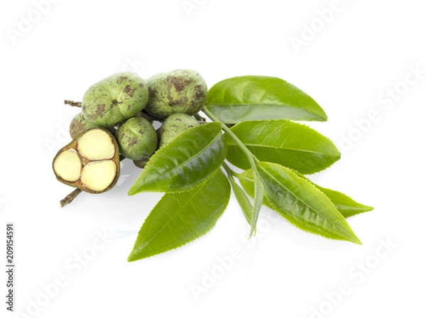 Obraz Green tea leaf with tea seeds isolated on white background