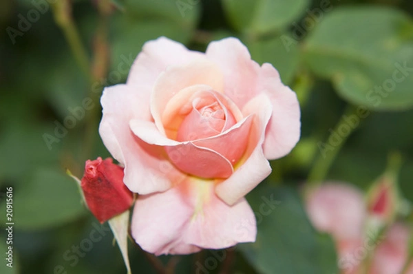 Obraz pastellfarbene Rose