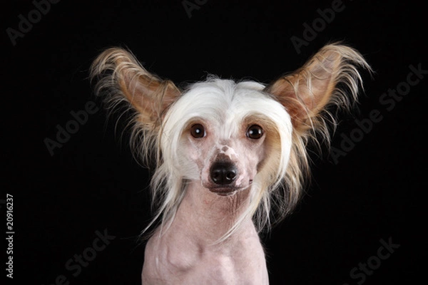 Obraz Chinesischer Schopfhund