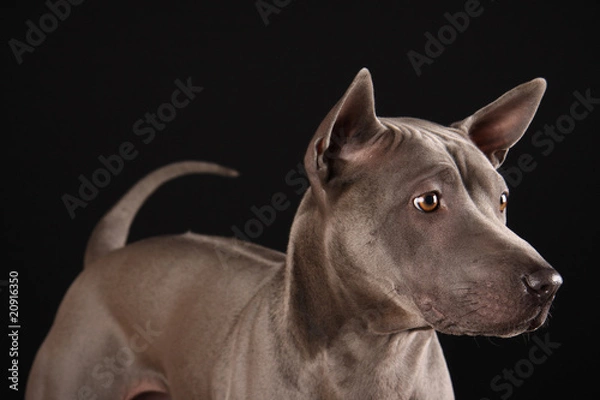 Obraz Thai Ridgeback