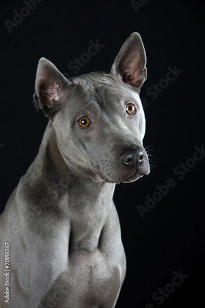 Obraz Thai Ridgeback
