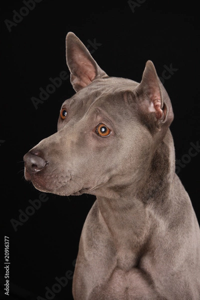 Obraz Thai Ridgeback