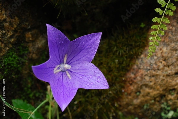 Obraz 岩陰の桔梗