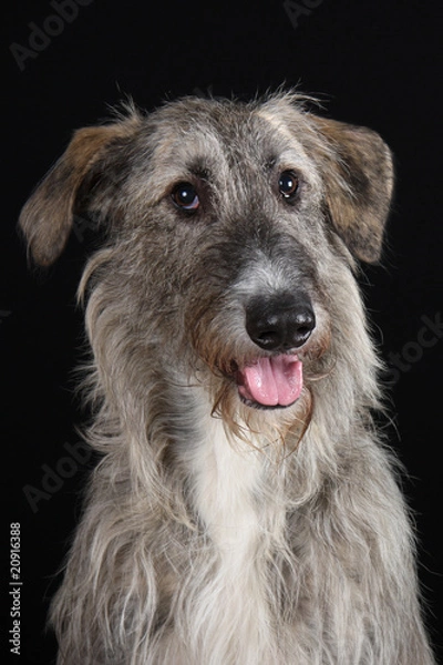 Obraz Irischer Wolfshund