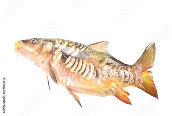Obraz Fish carp