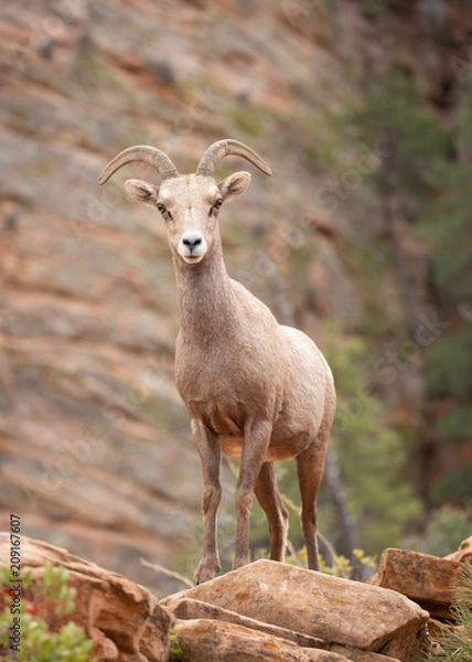 Fototapeta Desert big horned sheep standing on an outcrop and looking towards the camera in canyon country of Zion National park with red rock sandstone cliffs in the background.