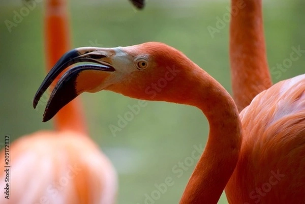 Obraz Flamingo