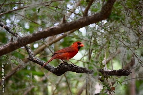 Obraz Cardinal
