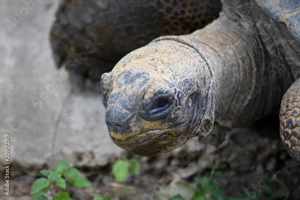 Obraz Tortoise