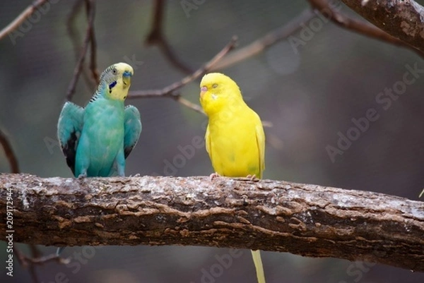 Obraz Parakeets