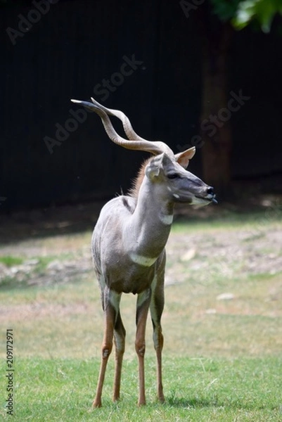 Obraz Gazelle