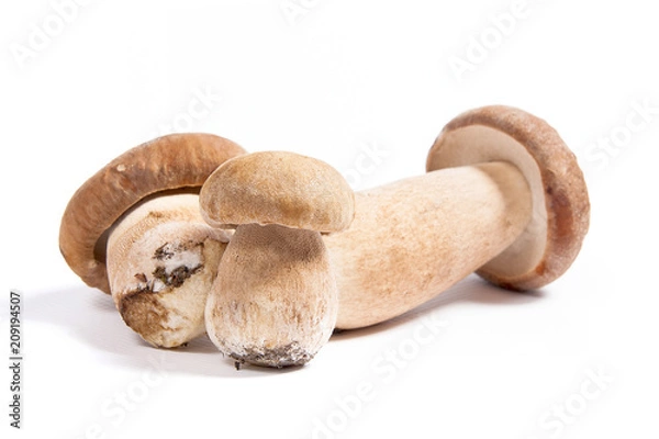 Fototapeta Several porcini mushrooms known as boletus edulis isolated on white background.