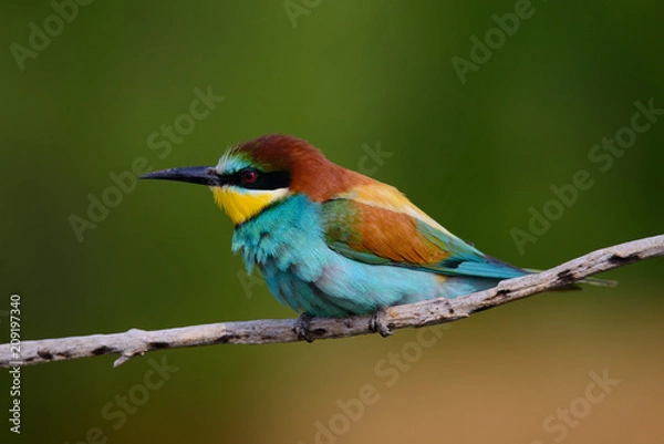 Obraz Golden bee-eater sitting on a branch