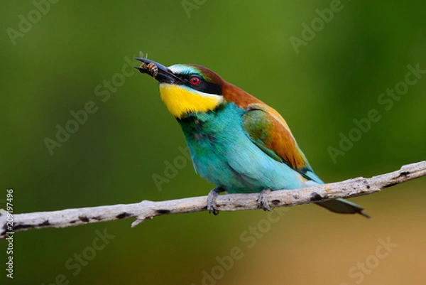 Fototapeta European bee-Eaters, Merops apiaster sits and brags on the good thread, has some insect in its beak during the mating season, the male feeds the female