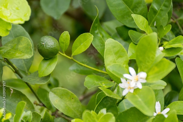 Fototapeta lime flower white on a tree in the garden.