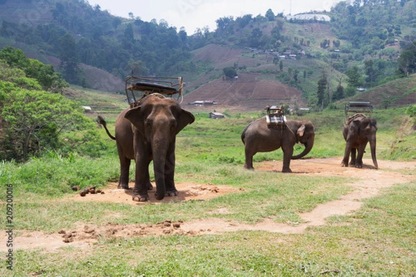 Obraz Elephant with howdah on the back (Seat on Elephant back for .Mahout or tourists).