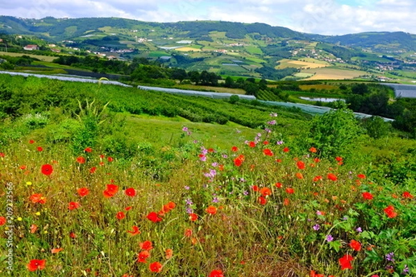 Obraz PAYSAGES LYONNAIS