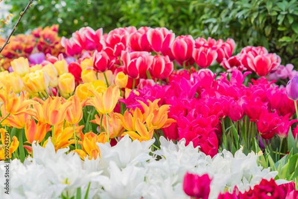 Obraz field of blooming colorful tulips, spring flowers in the garden