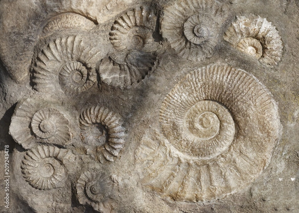 Fototapeta Prehistoric fossilized shell. The concept of the archaeological site
