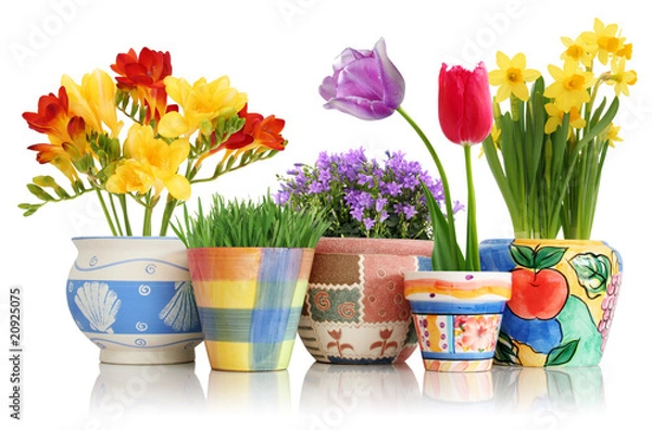 Obraz Spring flowers in pots