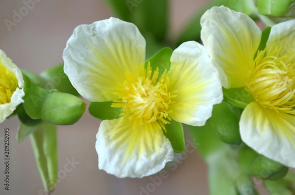 Fototapeta Yellow velvetleaf flower, Limnocharis sp., from Central of Thailand