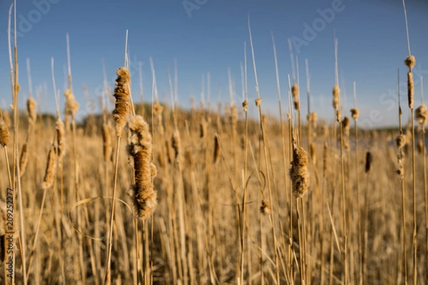 Obraz cattails
