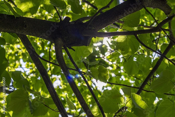 Fototapeta green leaf