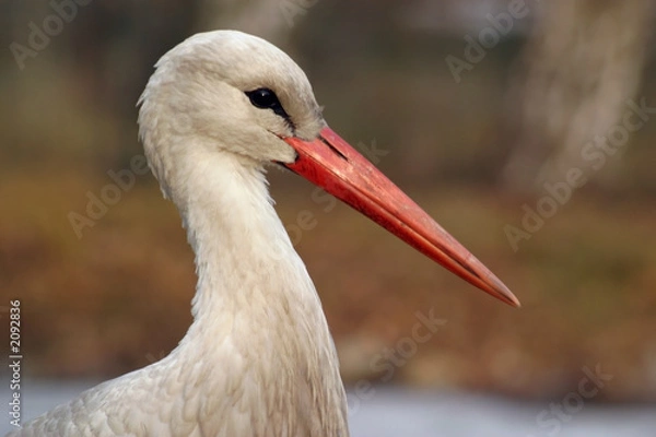 Obraz white stork
