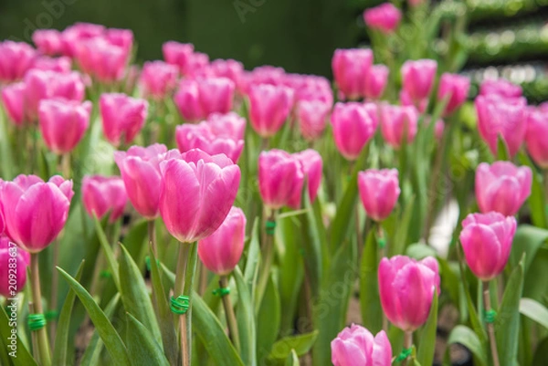 Fototapeta image of Pink tulips Flower. Beautiful bouquet colorful  in  the garden
