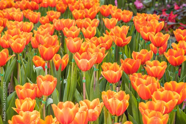 Fototapeta image of  tulips Flower background. Beautiful bouquet of tulips. colorful tulips. tulips in  the garden,Nature background.