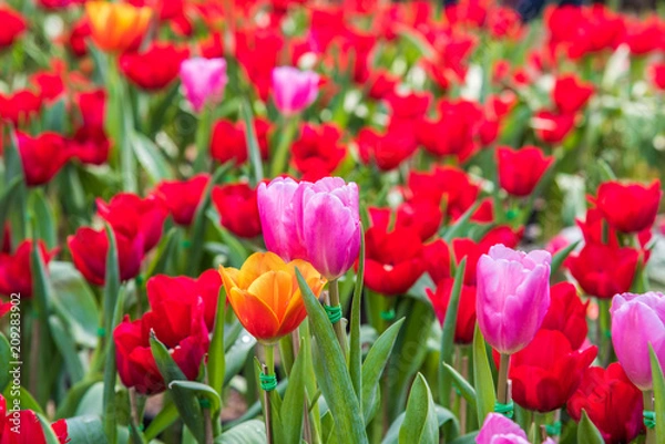 Fototapeta image of tulips Flower. Beautiful bouquet colorful  in  the garden
