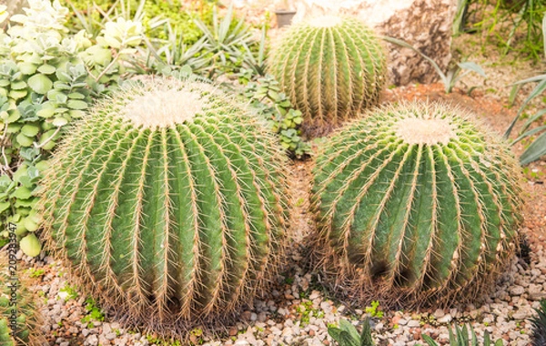 Fototapeta image of golden barrel cactus (echinocactus grusonii)(Echinocactus)