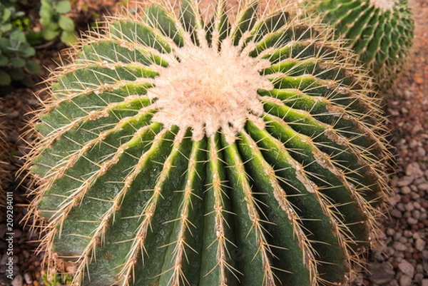 Fototapeta image of golden barrel cactus (echinocactus grusonii)(Echinocactus)