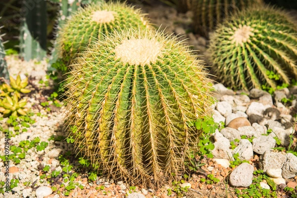 Fototapeta image of golden barrel cactus (echinocactus grusonii)(Echinocactus)