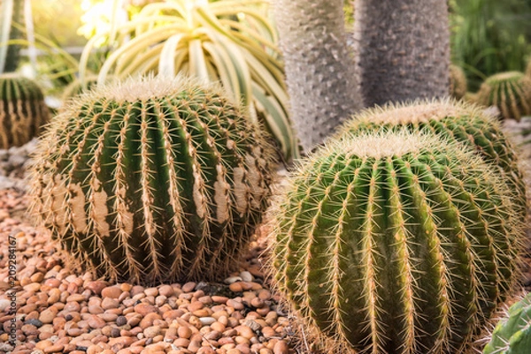 Fototapeta image of golden barrel cactus (echinocactus grusonii)(Echinocactus)