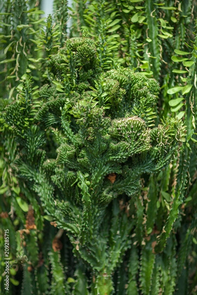 Fototapeta close up detail of a beautiful and impressive spurge succulent cactus, can be used as background