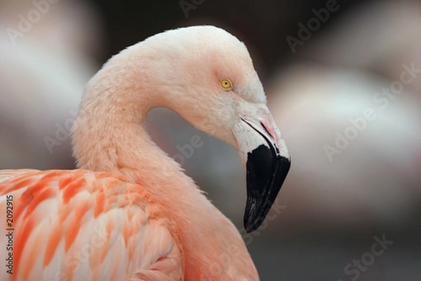 Obraz chilean flamingo
