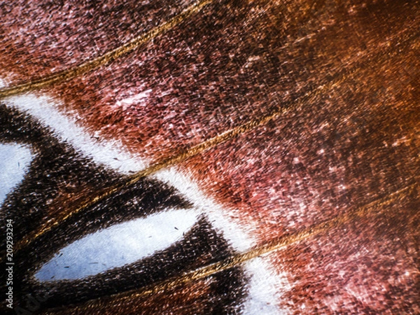 Obraz macro butterfly wings