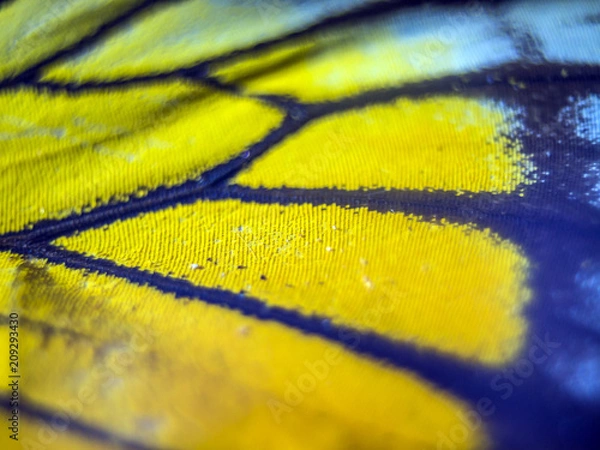 Obraz makro skrzydła motyla